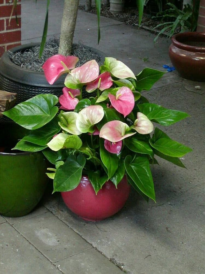 Green Light Pink Anthurium for Planting – Heirloom Non-GMO Seeds for Planting, High Germination