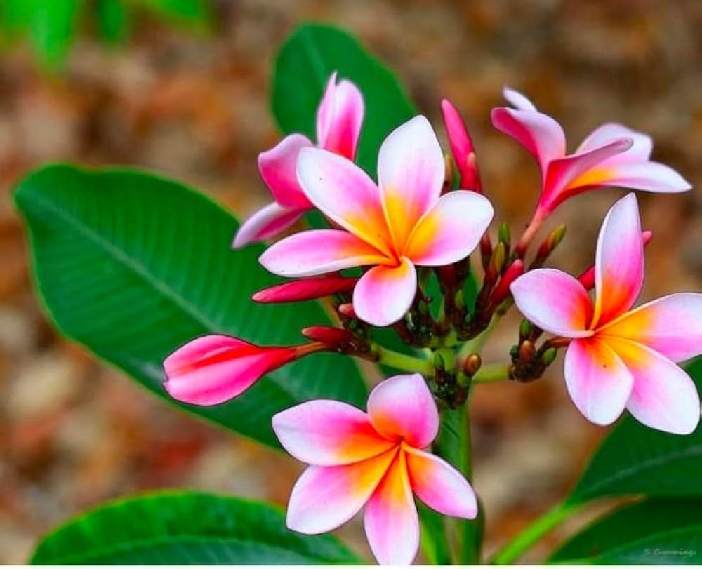 Plumeria Flower Seeds for Planting – Long Bloom, Heirloom & Non-GMO Organic Garden Seeds