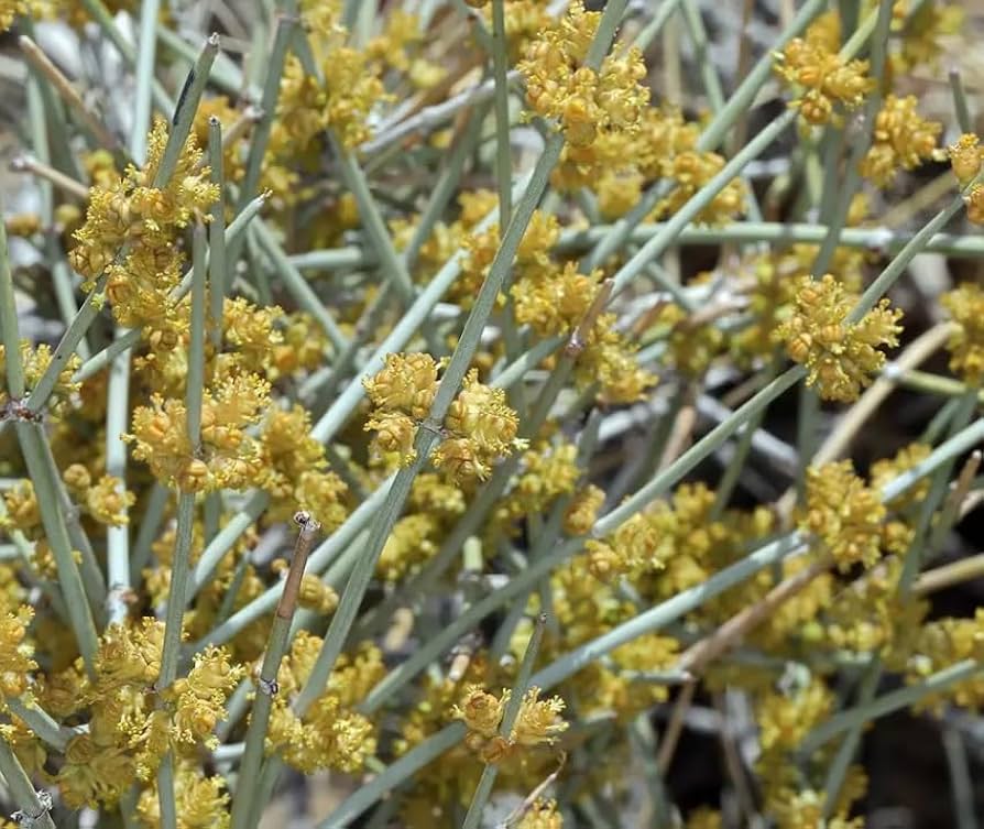 Herb Seeds,Garden seeds, Seeds For Planting,Plant Seeds