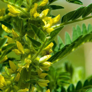 Flower Seeds, Seeds,Seeds For Planting,Plant Seeds