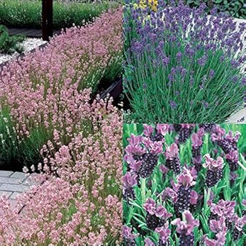 Flower Seeds, Seeds,Seeds For Planting,Plant Seeds