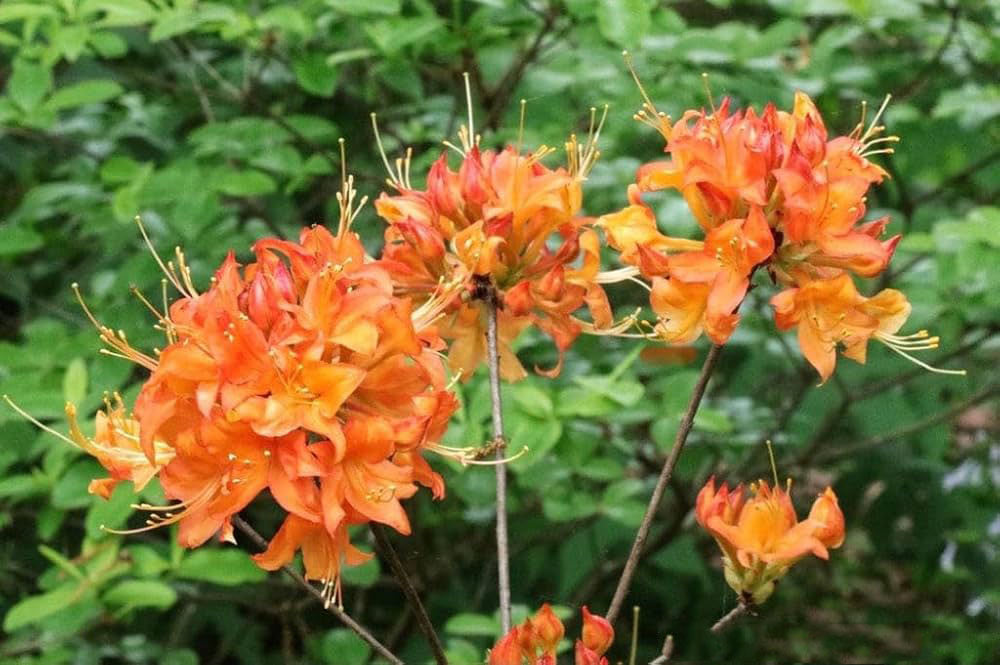 Light Orange Azalea Flower Seeds for Planting – Heirloom, Non-GMO, High Germination Organic Garden Seeds