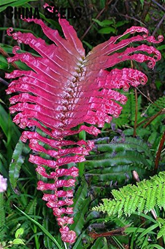 Dark Pink Fern Pteridophyta Seeds for Planting – Wildflower Mix, Heirloom & Non-GMO Garden Seeds