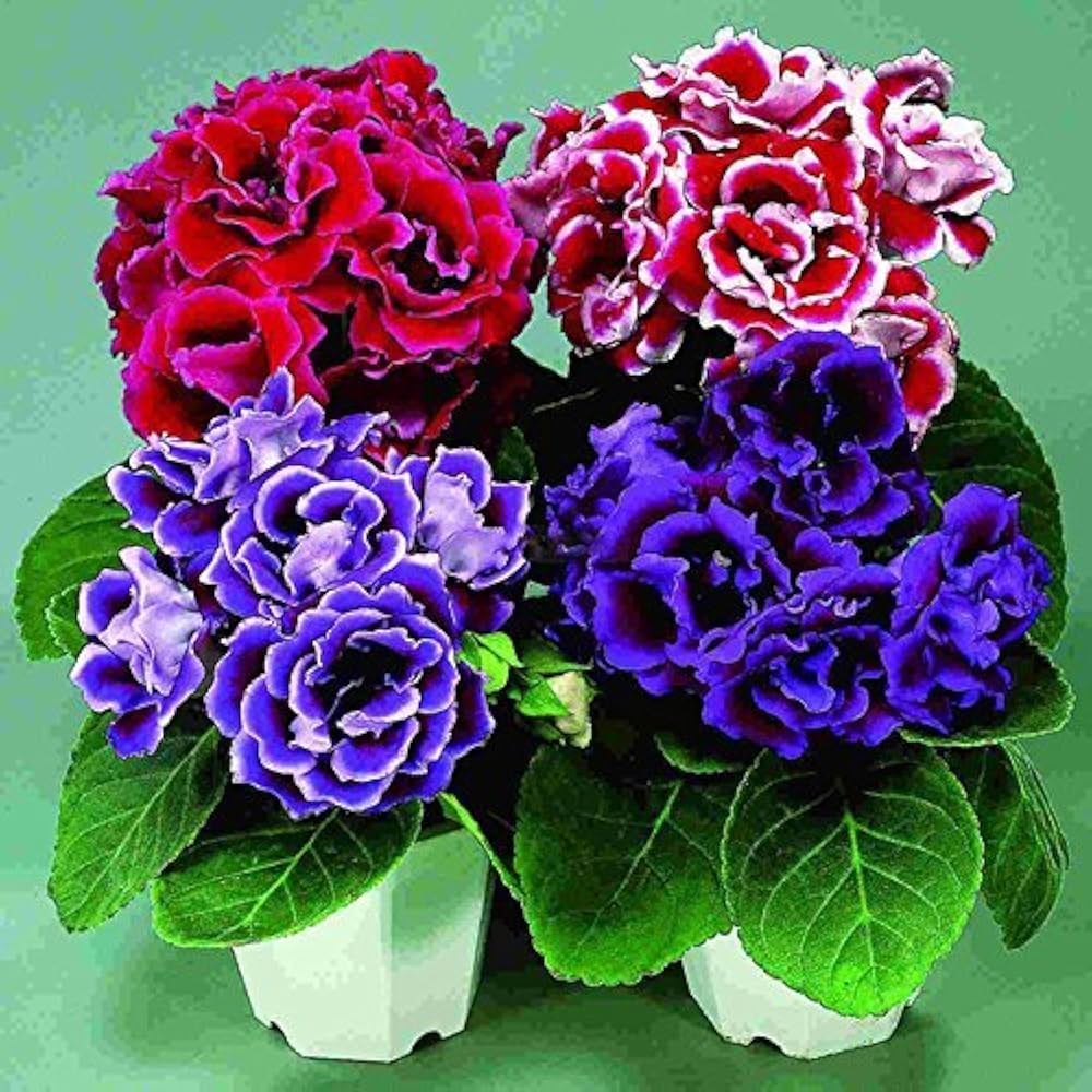 Gloxinia Flower Seeds for Planting - Wildflower Mix, Heirloom, Non-GMO, High Germination Organic Garden Seeds