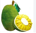 Jackfruit Kathal Fruit Seeds for Planting – Heirloom, Non-GMO, High Germination Organic Garden Seeds, Tropical Variety