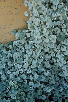 Flower Seeds, Seeds,Seeds For Planting,Plant Seeds