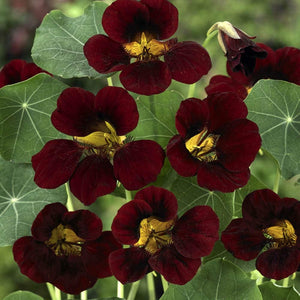 Flower Seeds, Seeds,Seeds For Planting,Plant Seeds