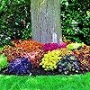 Mixed Coleus  - 100 pcs - Sun Loving, Heirloom & GMO Free Seeds for Home Garden