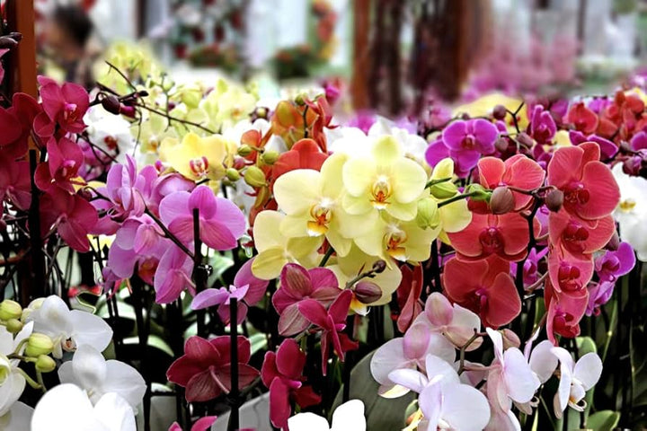 Mixed Phalaenopsis Orchid Flower Seeds for Planting – Heirloom, Non-GMO, High Germination Organic Garden Seeds