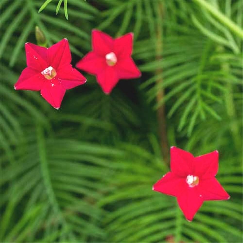 Red Lanceolata Flower Seeds for Planting – Heirloom Non-GMO, High Germination Organic Garden Seeds