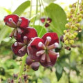 Red Akebia Flower Seeds for Planting – Heirloom, Non-GMO, High Germination Organic Garden Seeds