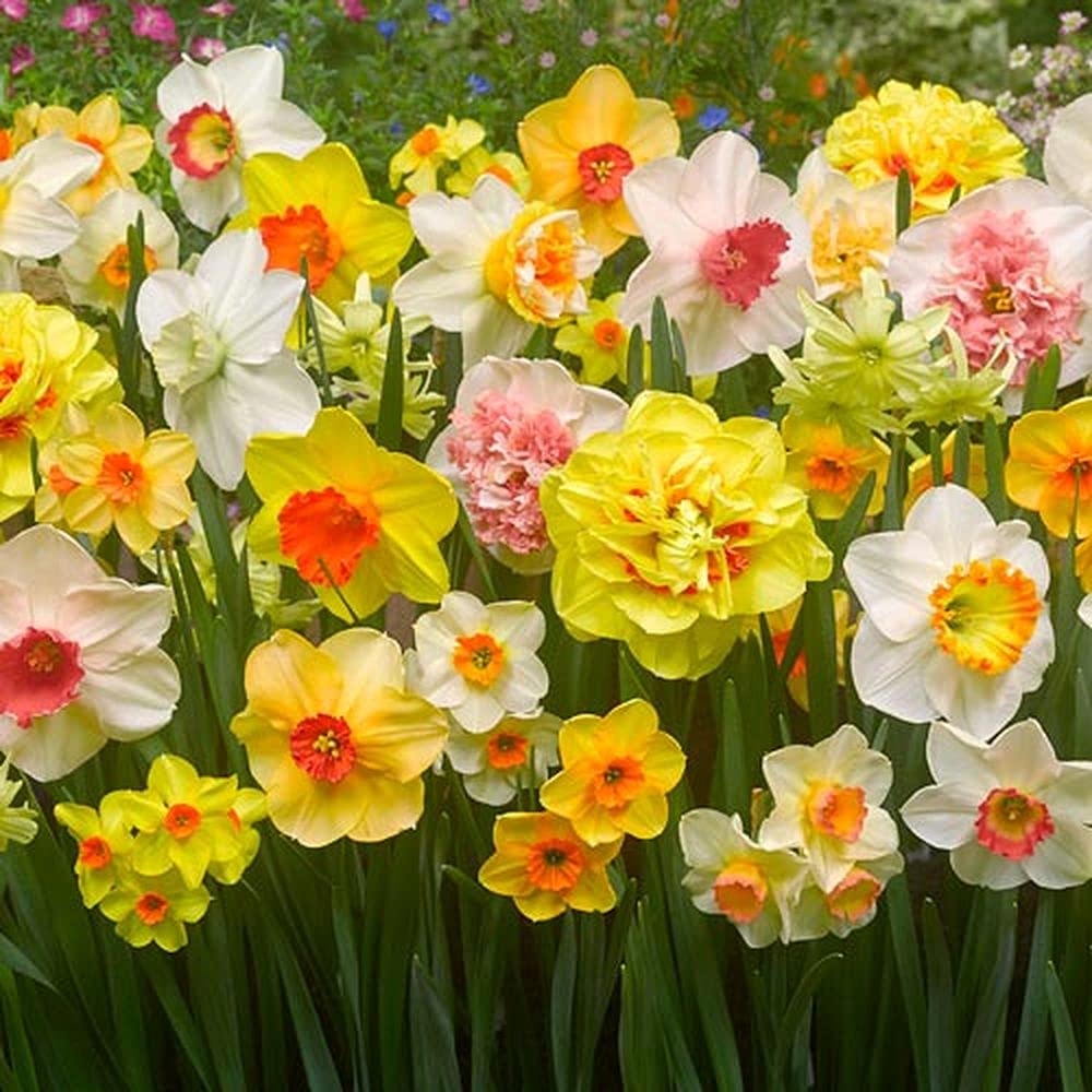 Multi-Color Narcissus Flower Seeds for Planting – Heirloom, Non-GMO Wildflower Mix, High Germination