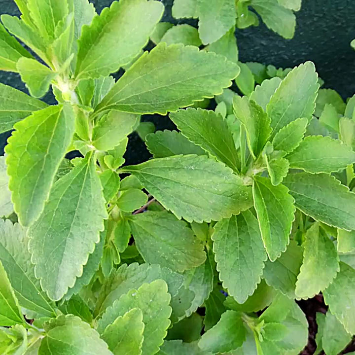 Stevia Herb Seeds for Planting – Heirloom, Non-GMO, Organic Garden Seeds with High Germination for Sweet Indoor & Outdoor Gardens