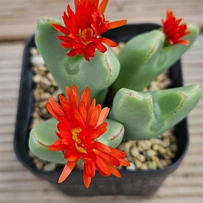 Red Conophytum Flower Seeds for Planting – Heirloom Non-GMO, Shade Tolerant High Germination Organic Seeds