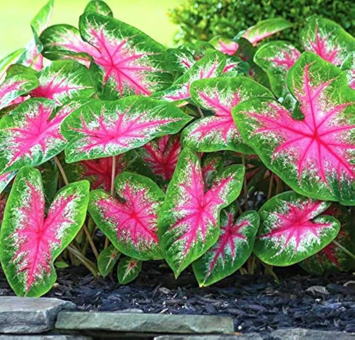 Caladium Leaf Flower Seeds for Planting – Heirloom, Non-GMO, High Germination Cottage Garden Seeds