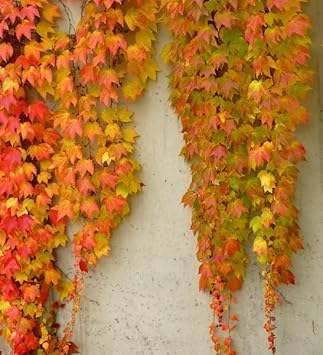 Yellow Red Boston Ivy Flower Seeds for Planting – Heirloom, Non-GMO, High Germination Organic Garden Seeds