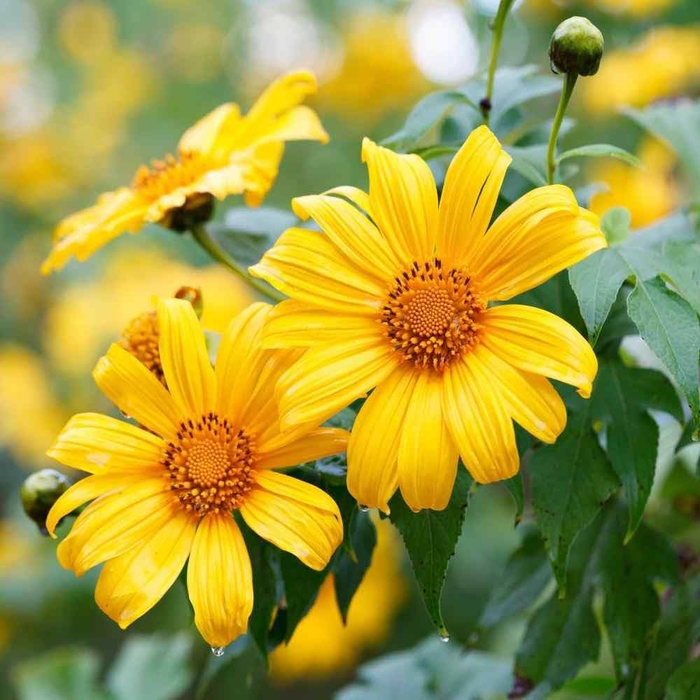 Yellow Sunflower Flower Seeds for Planting – Heirloom, Non-GMO, High Germination Organic Garden Seeds