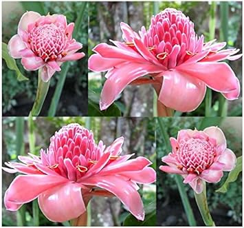 Flower Seeds, Seeds,Seeds For Planting,Plant Seeds