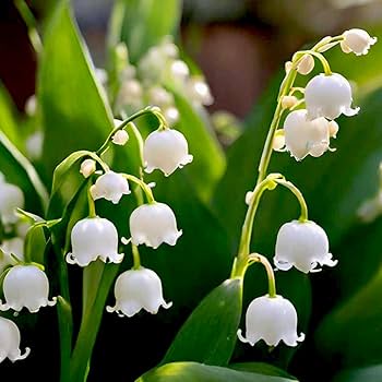 White Bell Orchid Flower Seeds for Planting – Heirloom, Non-GMO, Premium Quality, High Germination