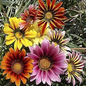 Flower Seeds, Seeds,Seeds For Planting,Plant Seeds