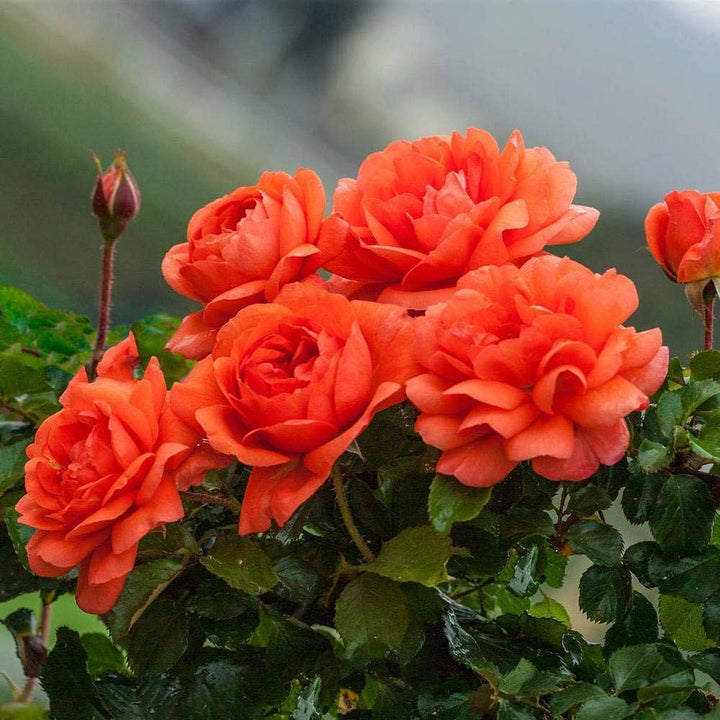 Dark Orange Climbing Rose Seeds Flower Seeds for Planting – Heirloom, Non-GMO, Hardy Home Garden Variety