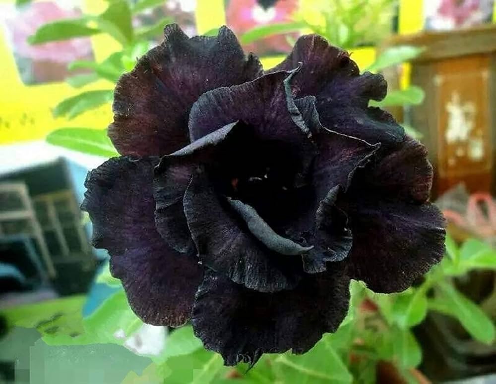 Black Adenium Flower Seeds – Exotic Wildflower Mix, Heirloom & Non-GMO for Home Garden