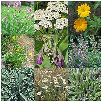 Harebell Flower Seeds for Planting – Heirloom, Non-GMO, High Germination Premium Quality