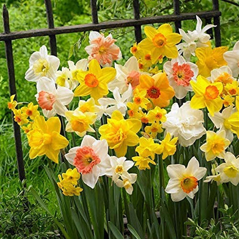 Flower Seeds, Seeds,Seeds For Planting,Plant Seeds