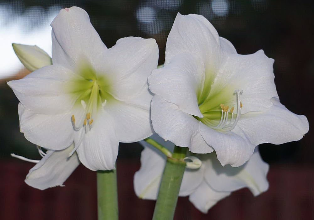White Amaryllis Barbados Seeds for Planting – Heirloom, Non-GMO, High Germination Organic Garden Seeds