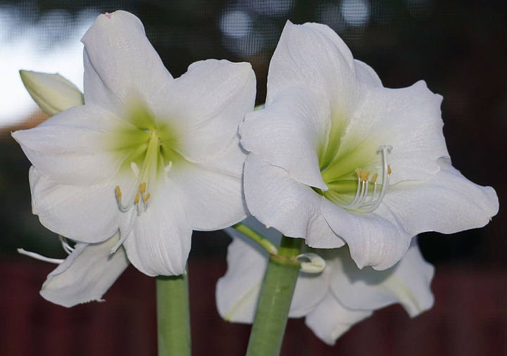 White Amaryllis Barbados Seeds for Planting – Heirloom, Non-GMO, High Germination Organic Garden Seeds