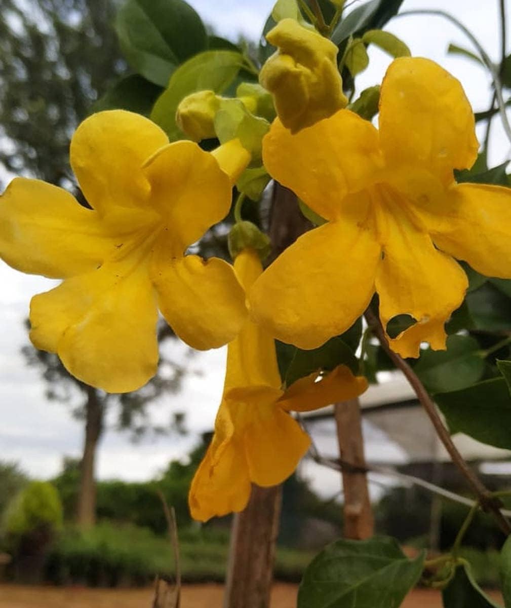 Flower Seeds, Seeds,Seeds For Planting,Plant Seeds