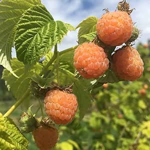 Gold Raspberry fruit seeds for planting – Heirloom & Non-GMO Garden seeds