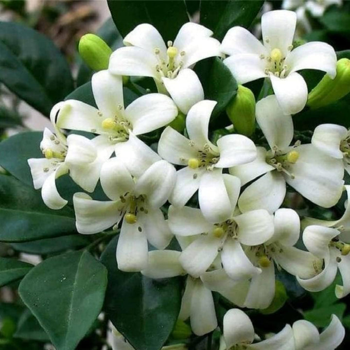White Murraya Flower Seeds for Planting – Heirloom Non-GMO, High Germination Organic Garden Seeds
