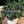 Fruit Seeds,Garden seeds, Seeds For Planting,Plant Seeds