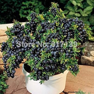 Fruit Seeds,Garden seeds, Seeds For Planting,Plant Seeds
