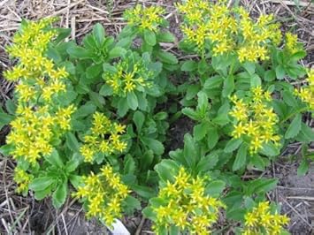 Yellow Stonecrop Flower Seeds for Planting – Hardy, Low-Maintenance Ground Cover