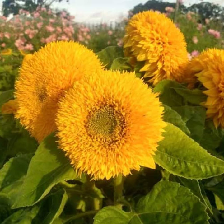 Yellow Teddy Sunflower Seeds for Planting – Heirloom Non-GMO, High Germination Organic Garden Seeds