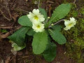 Light Green Primrose Flower Seeds for Planting – Colorful Display, Heirloom, Non-GMO Seeds for Home Garden