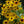 Black Eyed Susan Rudbeckia Flower seeds for Planting - Sun Loving, Heirloom & GMO Free Seeds for Home Garden