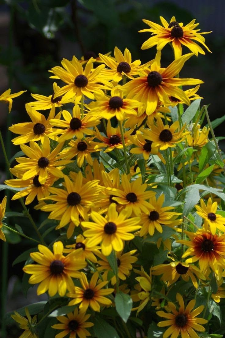 Black Eyed Susan Rudbeckia Flower seeds for Planting - Sun Loving, Heirloom & GMO Free Seeds for Home Garden