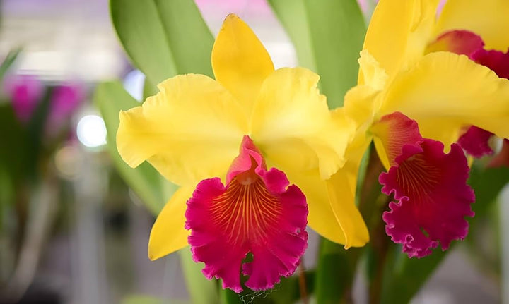 Yellow Cattleya Hybrida Flower Seeds for Planting – Heirloom Non-GMO, Shade Tolerant Organic Garden Seeds