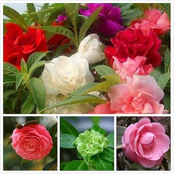 Flower Seeds, Seeds,Seeds For Planting,Plant Seeds