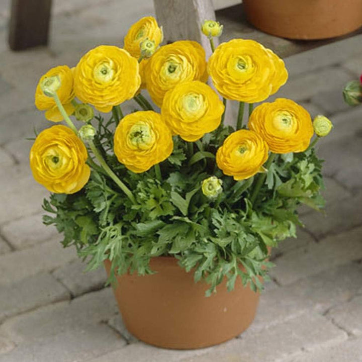 Yellow Ranunculus Asiaticus Flower Seeds for Planting – Heirloom, Non-GMO, Garden Favorite, High Germination