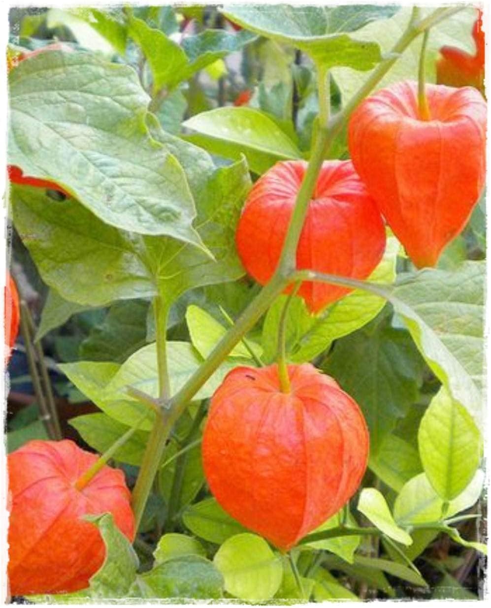 Fruit Seeds,Garden seeds, Seeds For Planting,Plant Seeds
