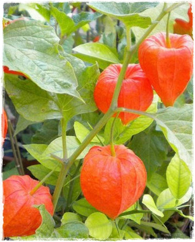 Fruit Seeds,Garden seeds, Seeds For Planting,Plant Seeds