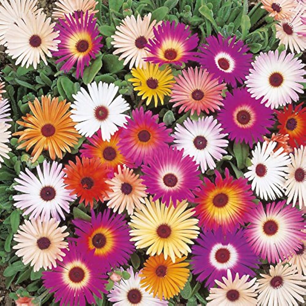 Summer Flower Seeds for Planting – High-Yield, Easy-Grow Annual and Perennial Mix