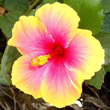Flower Seeds, Seeds,Seeds For Planting,Plant Seeds