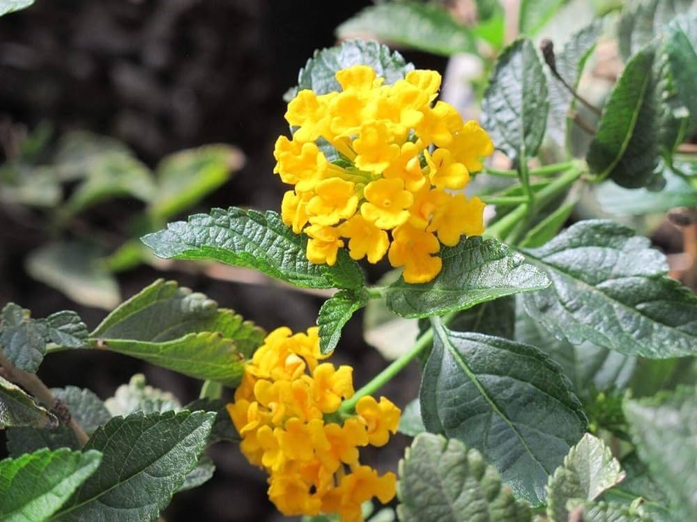 Light Yellow Lantana Flower Seeds for Planting – Garden Favorite, Heirloom, Non-GMO Seeds for Home Garden