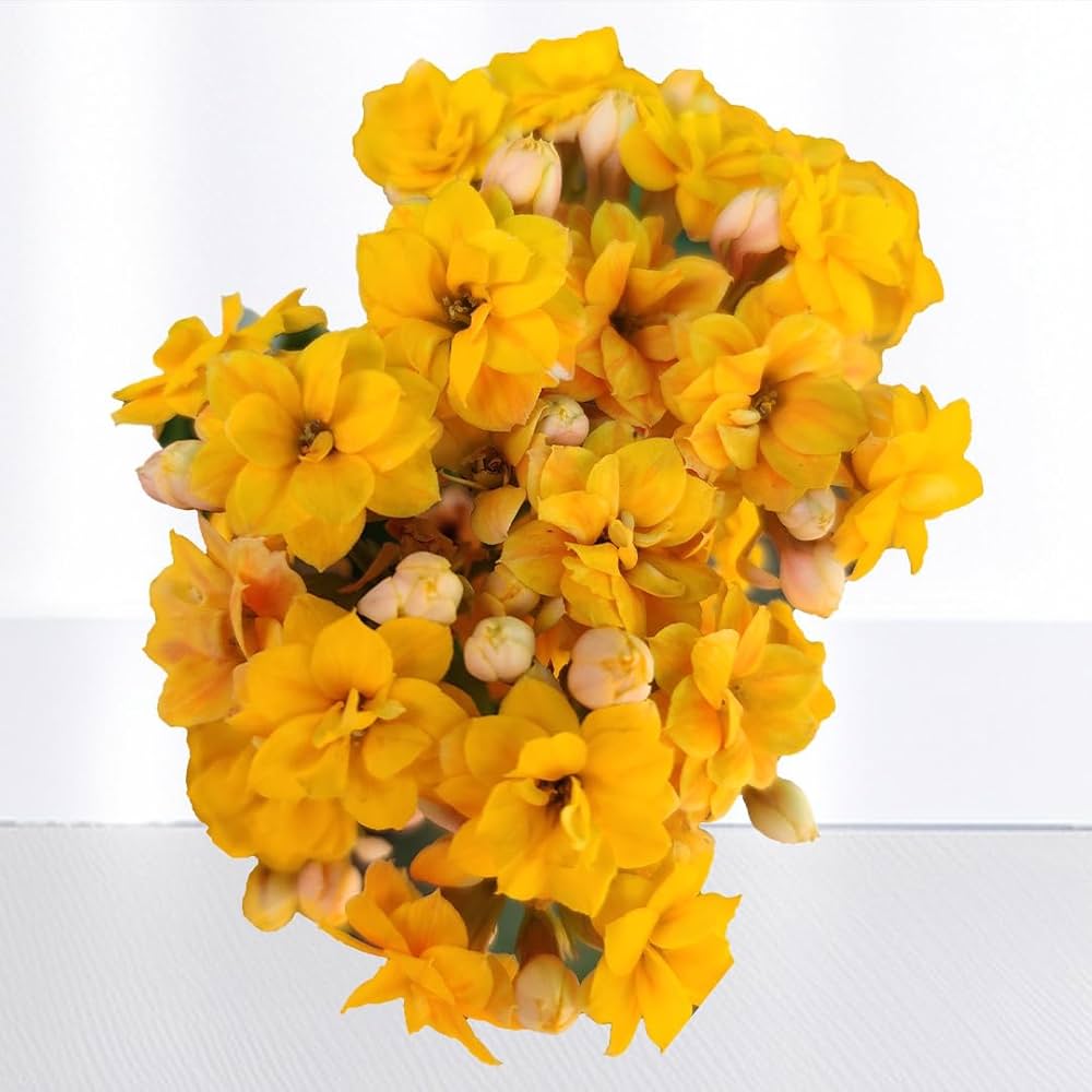 Dark Yellow Succulent Flower Seeds 100 pcs – Heirloom, High Germination, Non-GMO Organic Seeds for Planting