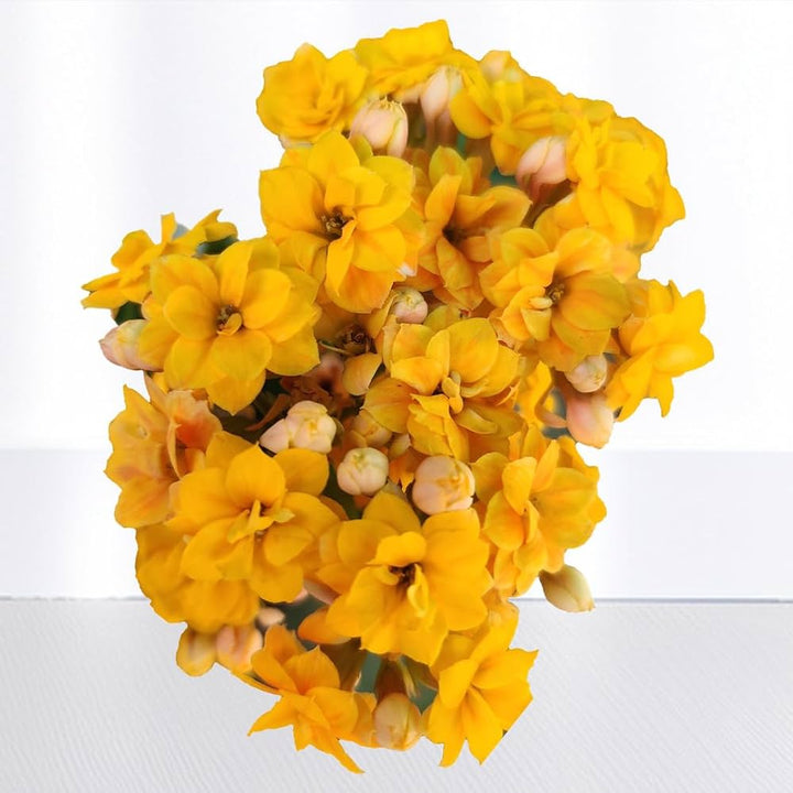 Dark Yellow Succulent Flower Seeds 100 pcs – Heirloom, High Germination, Non-GMO Organic Seeds for Planting